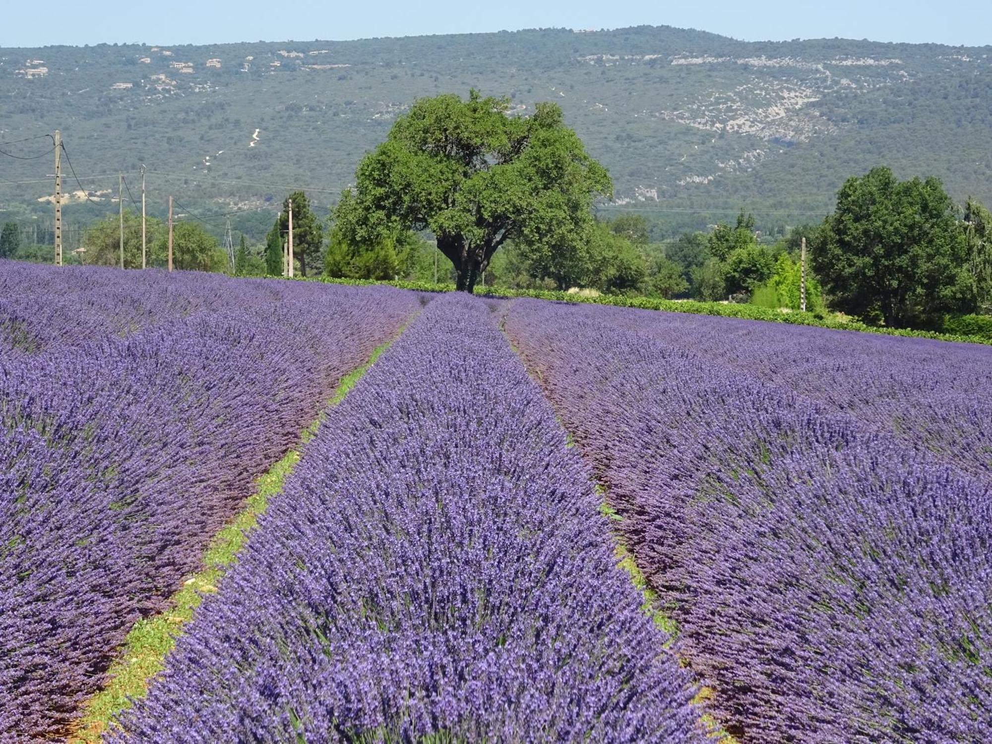 Les Cistes Villa Lioux Luaran gambar
